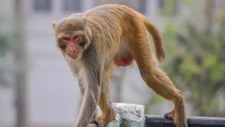 Οι δασμοί του Τραμπ επηρεάζουν τους μακάκους