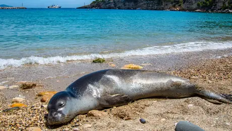 Φώκια στη Νάξο