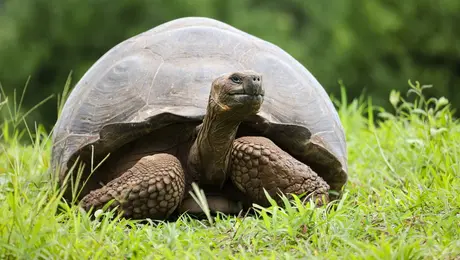 Χελώνα Γκαλαπάγκος