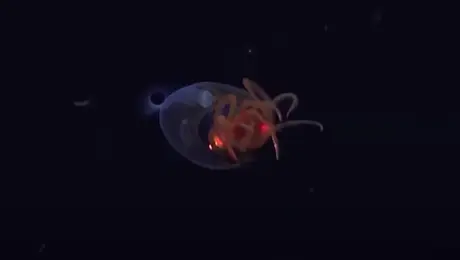 Το κολοσσιαίο καλαμάρι που βρέθηκε στον Ατλαντικό