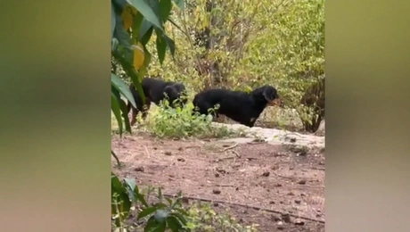 Σκυλιά στο Παγκράτι