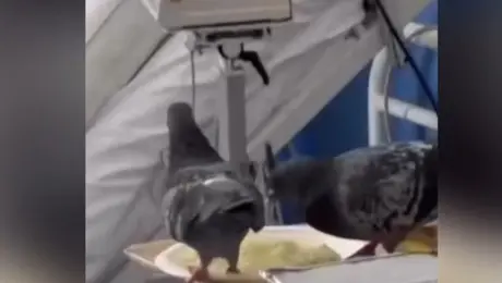 Περιστέρι τρώει φαγητό ασθενή μέσα σε δημόσιο νοσοκομείο