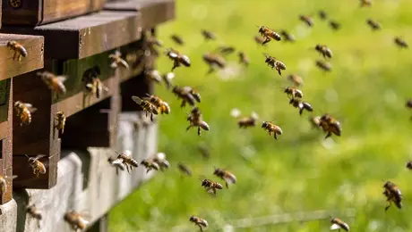 Σμήνος από μέλισσες