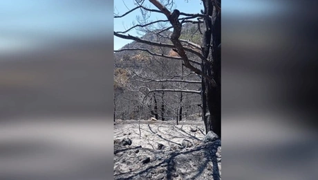 Φωτιά στη Χίο