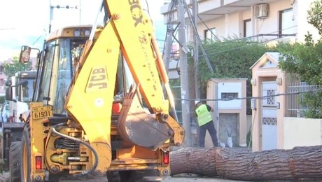 πτώση δέντρου Κηφισιά