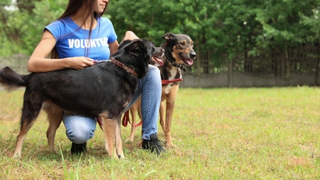 Σκύλος-εθελόντρια