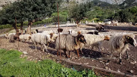 Βοσκοτόπια