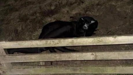 άνθρωπος-γάτα