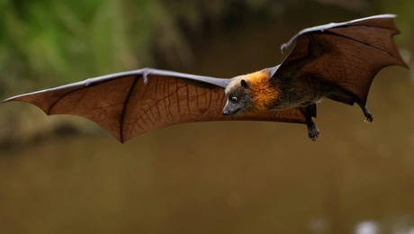 Νυχτερίδα πετάει