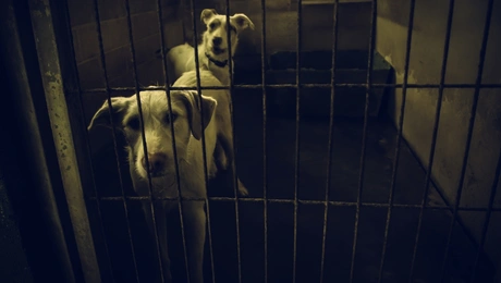 αδέσποτα-καταφύγιο