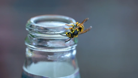 Σφήκα σε στόμιο μπουκαλιού