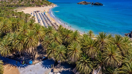 φοινικόδασος Βάι