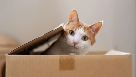 Γάτα παίζει σε κουτί στο σπίτι
