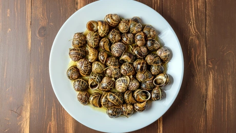 Χοχλιοί στην Κρήτη