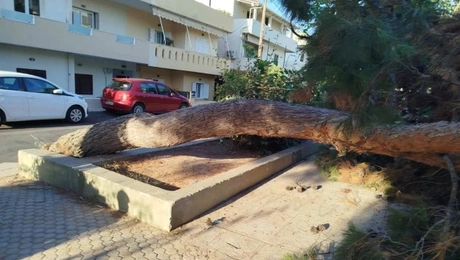 Πεύκο στο Ηράκλειο