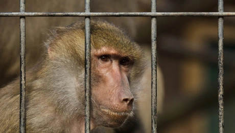 Μπαμπουΐνος σε ζωολογικό κήπο