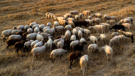 Πρόβατα σε βοσκοτόπι