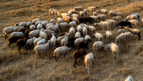 Πρόβατα σε βοσκοτόπι
