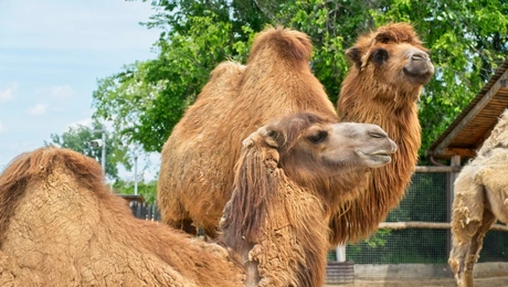 Καμήλες στην Ουγγαρία