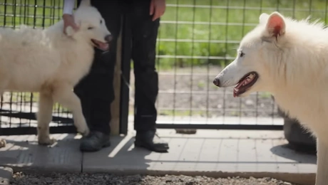Ανταρόλυκοι για πρώτη φορά μαζί