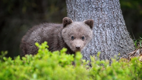 Μικρό αρκουδάκι