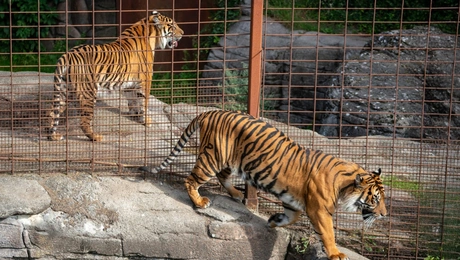 Τίγρεις σε ζωολογικό κήπο στη Δανία