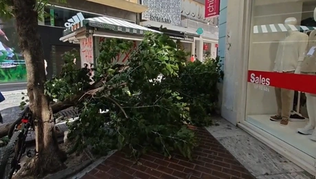 δεντρο-ερμου
