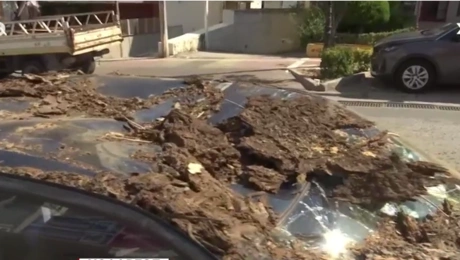 Χολαργός-δεντρο