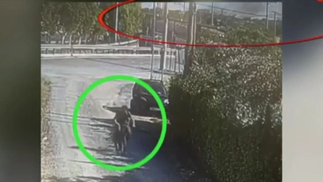 φωτιά εμπρησμός