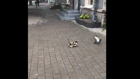 Γατάκι κυνηγάει περιστέρι