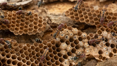 Σφηκοφωλιά στις ΗΠΑ