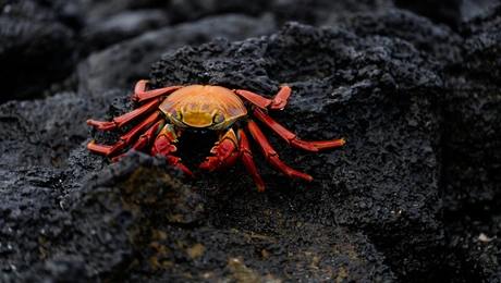 Ζωντανό καβούρι