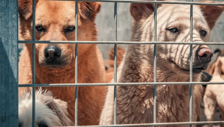 Κυνοτροφείο