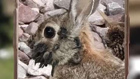 Κουνέλι στις ΗΠΑ