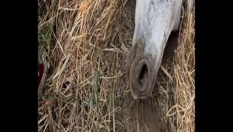 Μαριάνθη άλογο