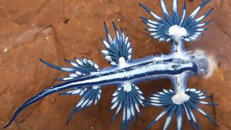 μπλε δράκος