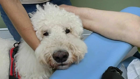 Σκύλος θεραπείας στο νοσοκομείο Μεταξά