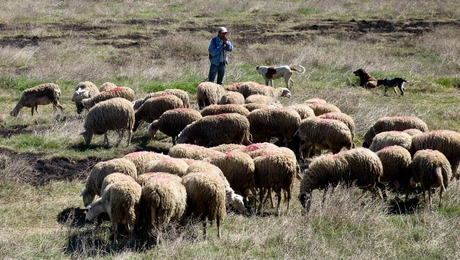Πρόβατα βόσκουν