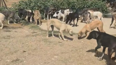 αδέσποτα- Ξάνθη