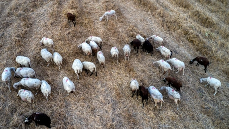 Κοπάδι από αιγοπρόβατα