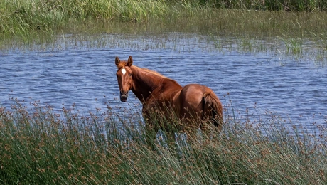 Άλογο στο Δέλτα του Έβρου