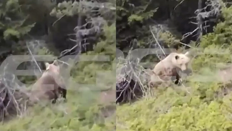 Η στιγμή της επίθεσης από την αρκούδα