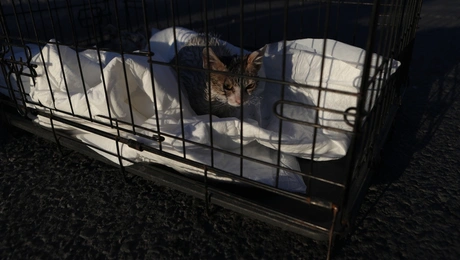 Γάτα στο εργοστάσιο στο Μενίδι