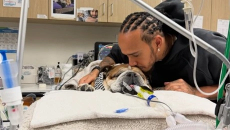 Λουις-Χάμιλτον-σκύλος