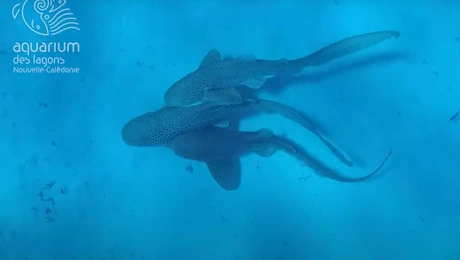 Ζευγάρωμα καρχαριών στη θάλασσα