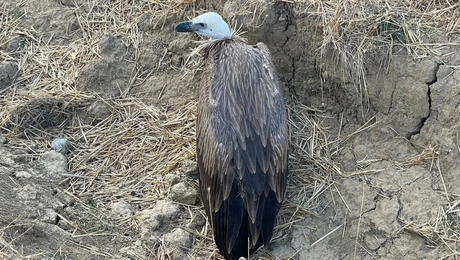 Νεαρός γύπας στην Κρήτη