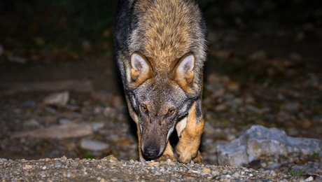Λύκος σε ελληνικό βουνό
