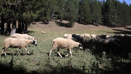 Κοπάδι από πρόβατα
