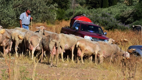 Κοπάδι από πρόβατα