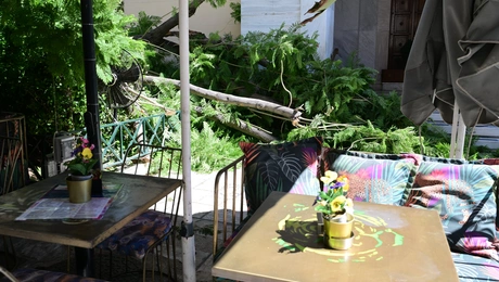 πτώση δέντρου